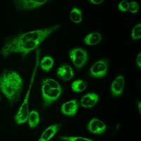 Cells