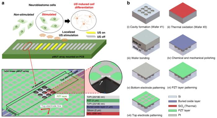 Schematic representation of the design and fabrication of the one-dimensional (1D) piezoelectric micromachined ultrasound transducer (pMUT) array for localized ultrasound stimulation.