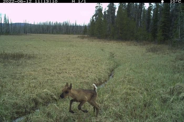 Camera Trap Image of Caribou Calf