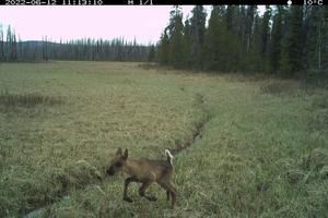 Camera Trap Image of Caribou Calf