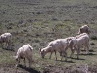 Grazing Herd of Bighorn Sheep