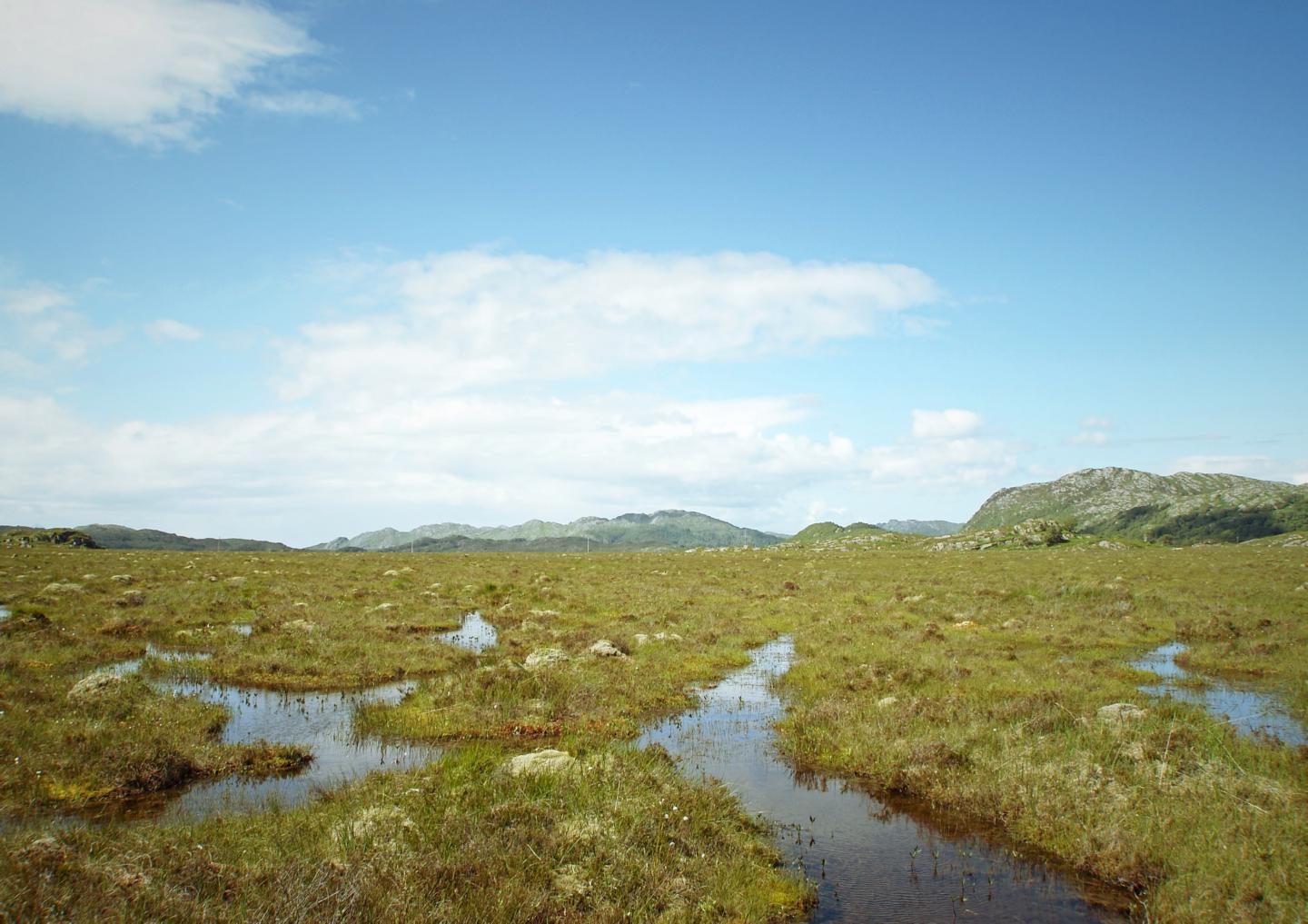 Peatland