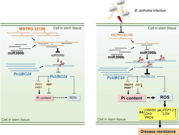 A proposed model of the regulatory role of the MSTRG.32189-PcmiR399b-PcUBC24 module in pear resistance to B. dothidea.