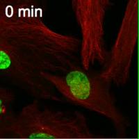 Cell Division is Handicapped with a Single Centriole