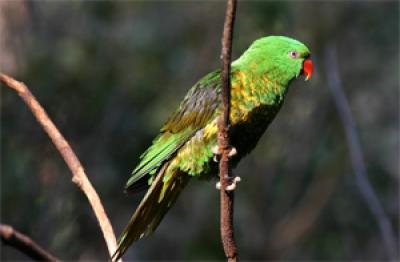 Scaly-Breasted Lorikeet