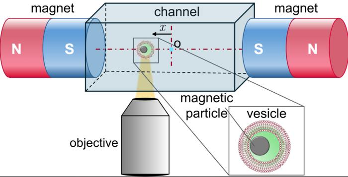 Lipid Vesicle