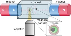 Lipid Vesicle