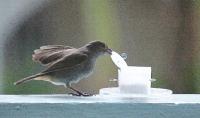 Problem-solving Bird