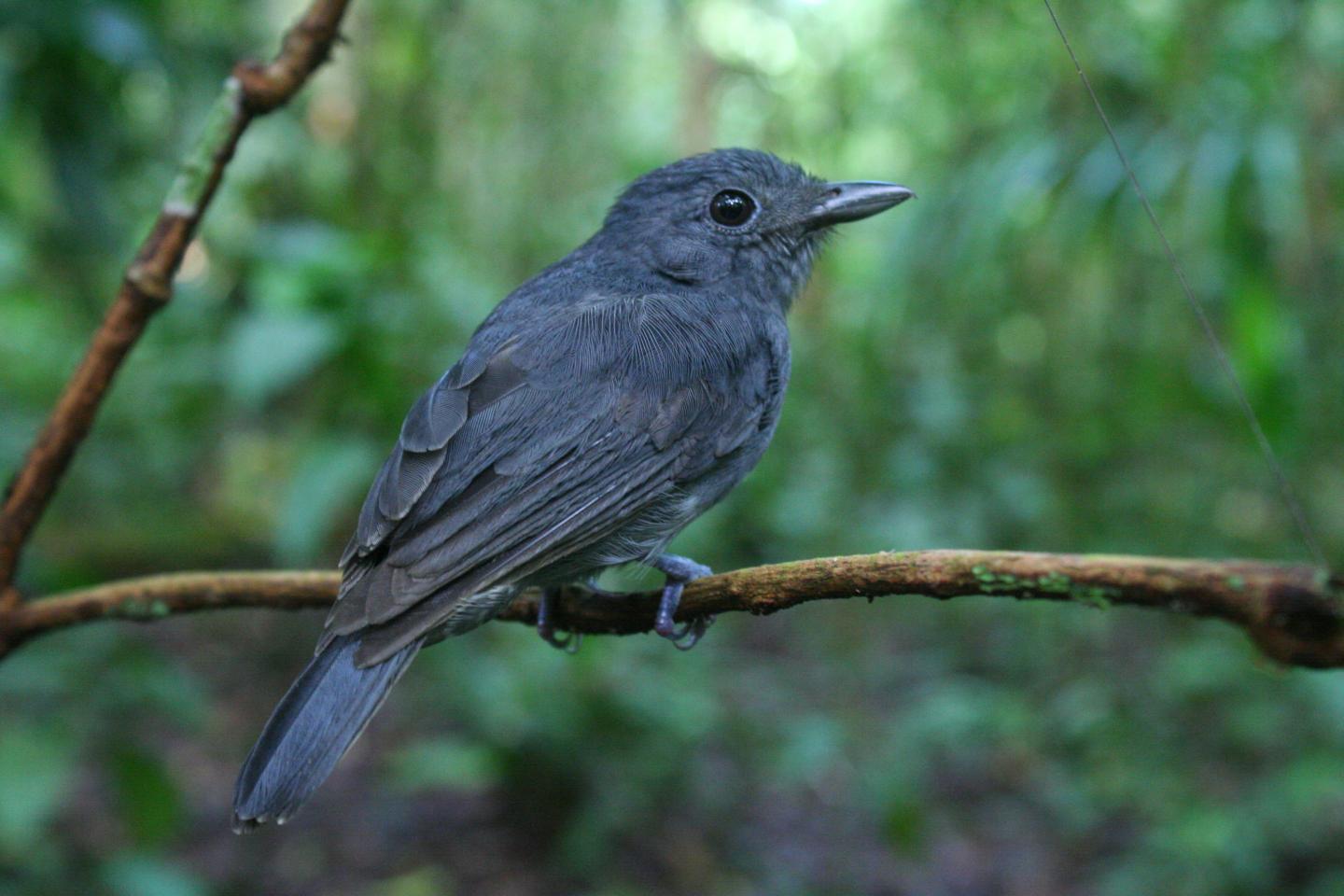 A Dusky-Throated Antshrike (<em>Thamnomanes ardesiacus</em>)