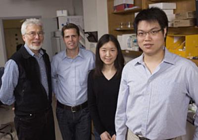 A Better Mesh: Researchers 'Tighten' Body's Protective Coating (1 of 2)