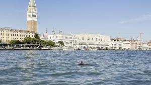 Mimmo in the San Marco Basin