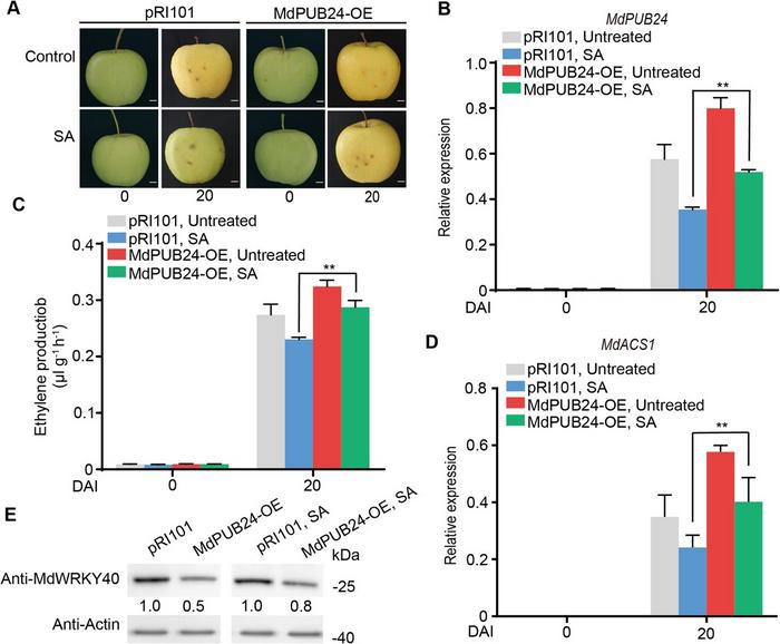 MdPUB24 is essential for the suppression of ethylene biosynthesis driven by SA.