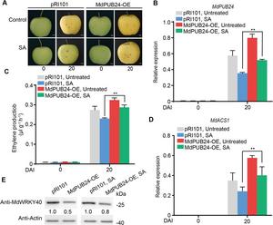 MdPUB24 is essential for the suppression of ethylene biosynthesis driven by SA.
