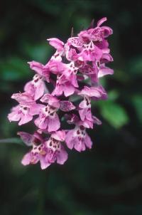 Flora of China