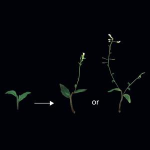 Local and systemic signalling controls which axillary buds grow.