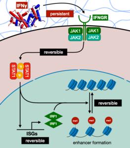 Persistent immune signaling maintains macrophage memory