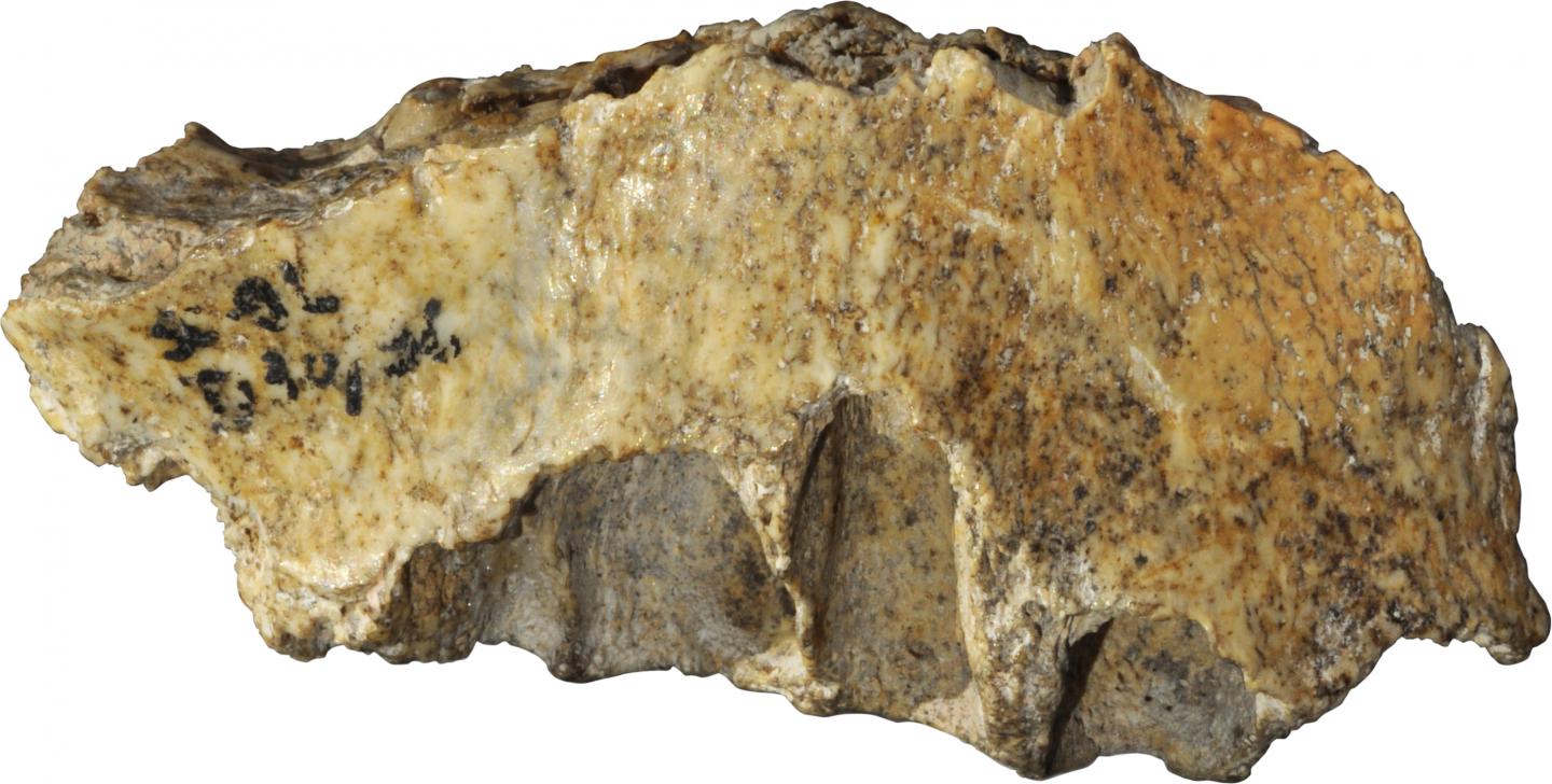 Ancient DNA Analysis Adds Chapter to the Story of Neandertal Migrations (3 of 6)
