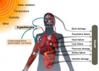 Deadly Heat Pathways