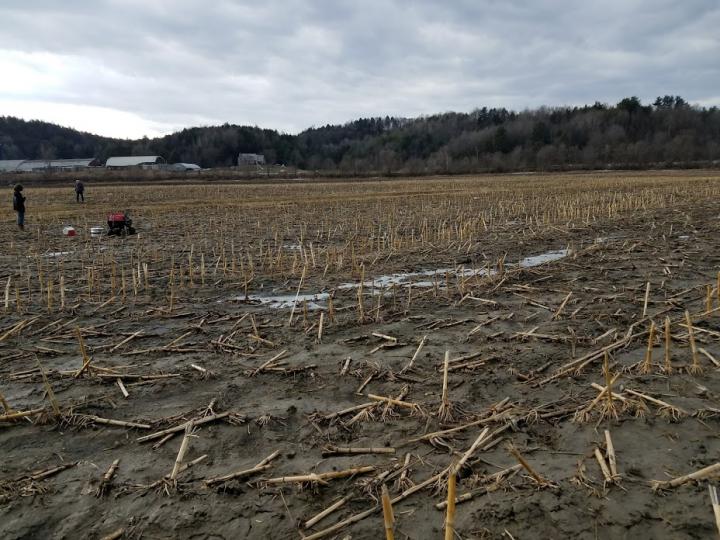 Field in Winter