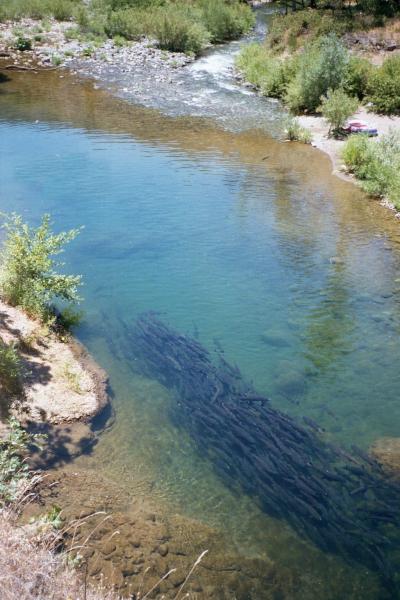 Salmon Under Threat