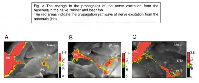 Nerve Excitation
