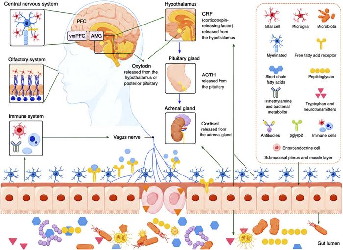 Gut microbiota as master regulators: Mapping gut-organ axes that orchestrate systemic health.