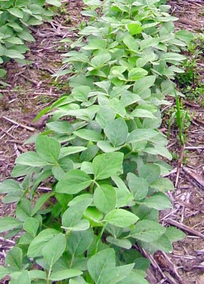 Soybeans