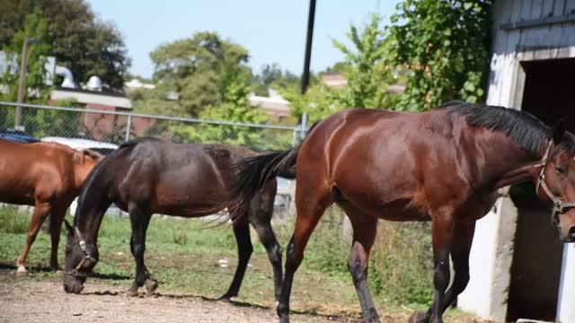 Horses Blink Less, Twitch Eyelids More When Stressed