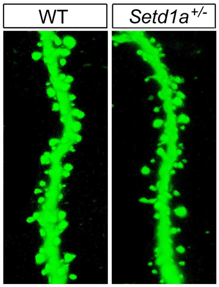 Spine Density Reduced in Mutant SETD1A Mice