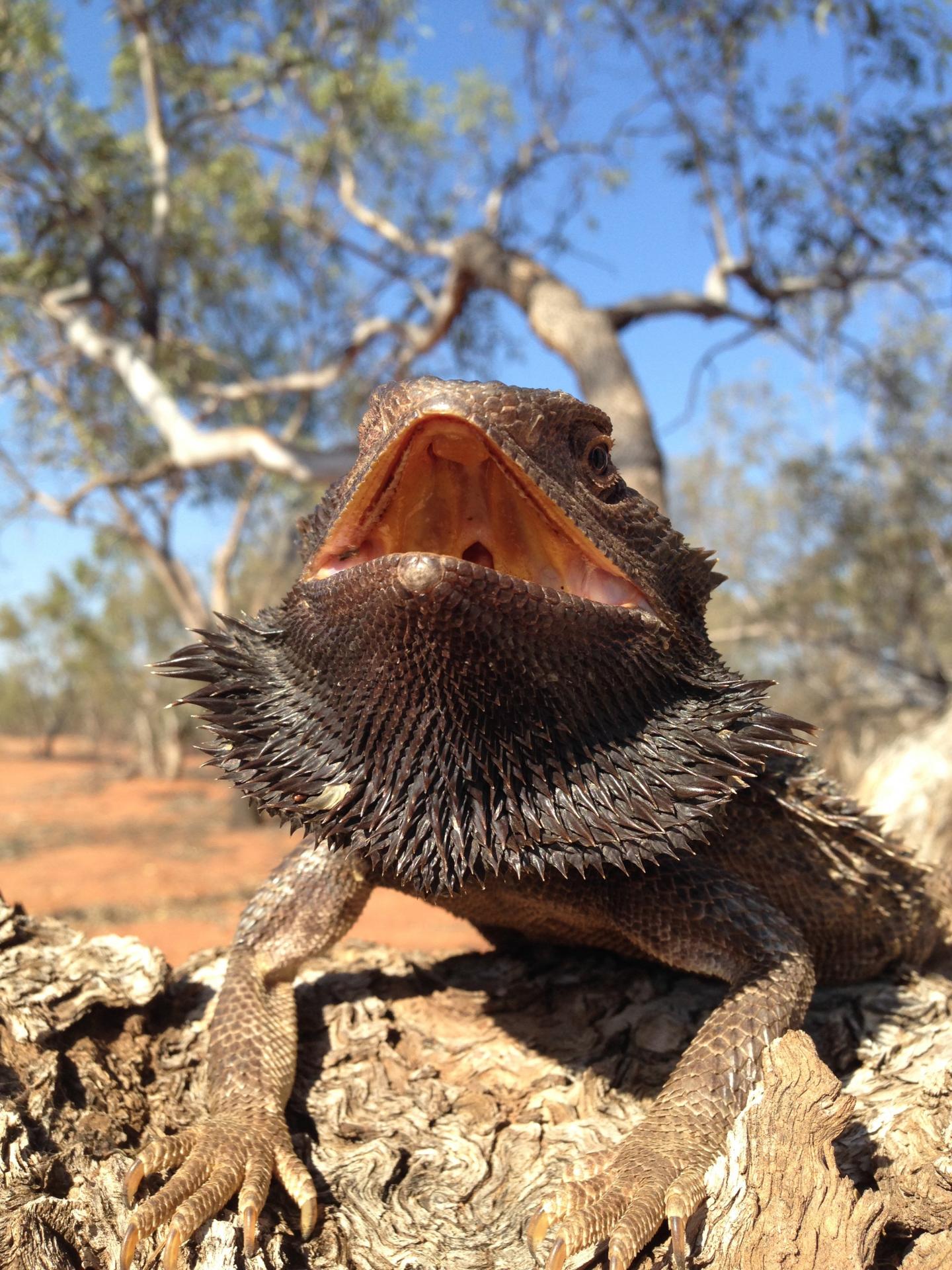 Bearded dragon embryos become females either through sex chromosomes or hot temperatures