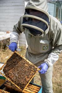 Bee keeper Dan Etheridge, Credit Caroline Wood