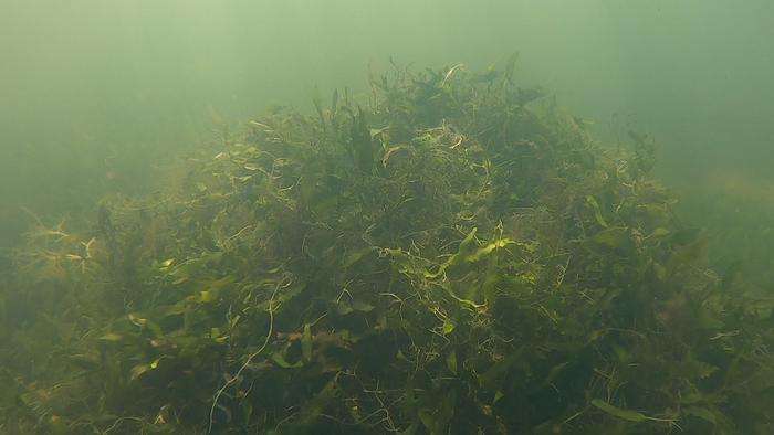 Caulerpa prolifera