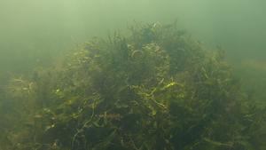 Caulerpa prolifera