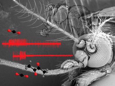Head and Olfactory Organs of a Female Mosquito and a Fruitfly