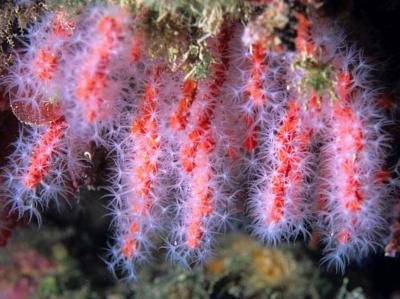 <i>Corallium rubrum</i>