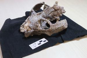 Chiniquodon theotonicus skull