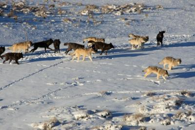 Wolves from Yellowstone