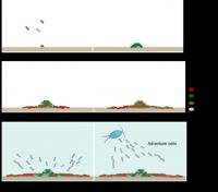 Swimmer and Swarm Cells