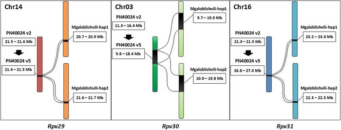 Rpv29, Rpv30, and Rpv31 resistance loci position on the different chromosomes (Chr) of Mgaloblishvili genome.