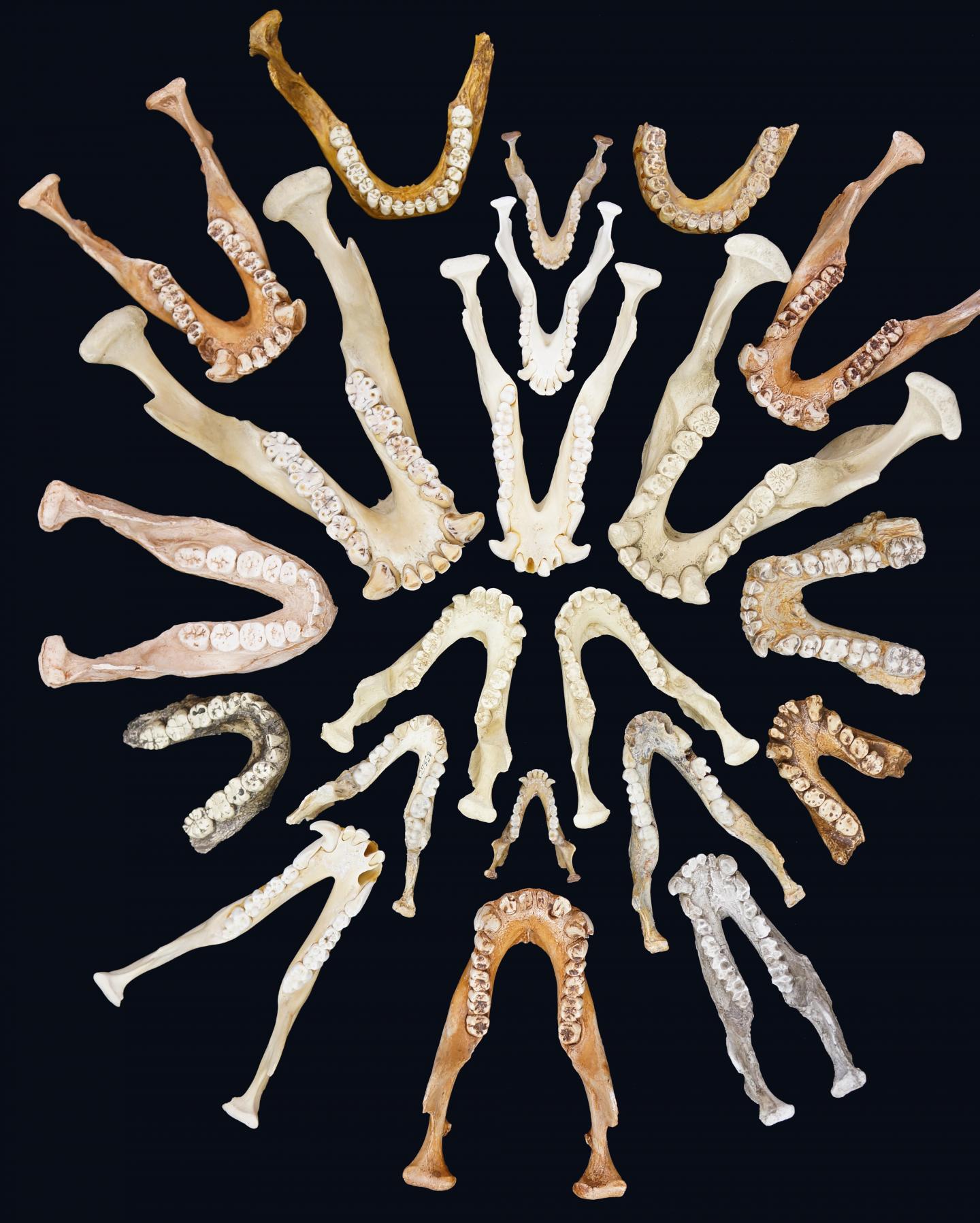 Primate Mandibles