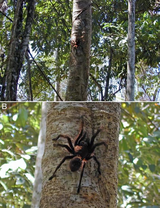 Goliath birdeater
