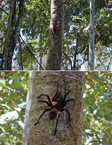 Goliath birdeater