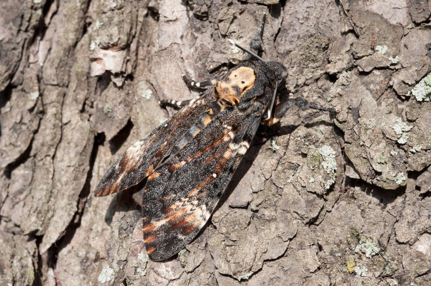 Death's Head Hawkmoth