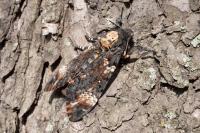 Death's Head Hawkmoth