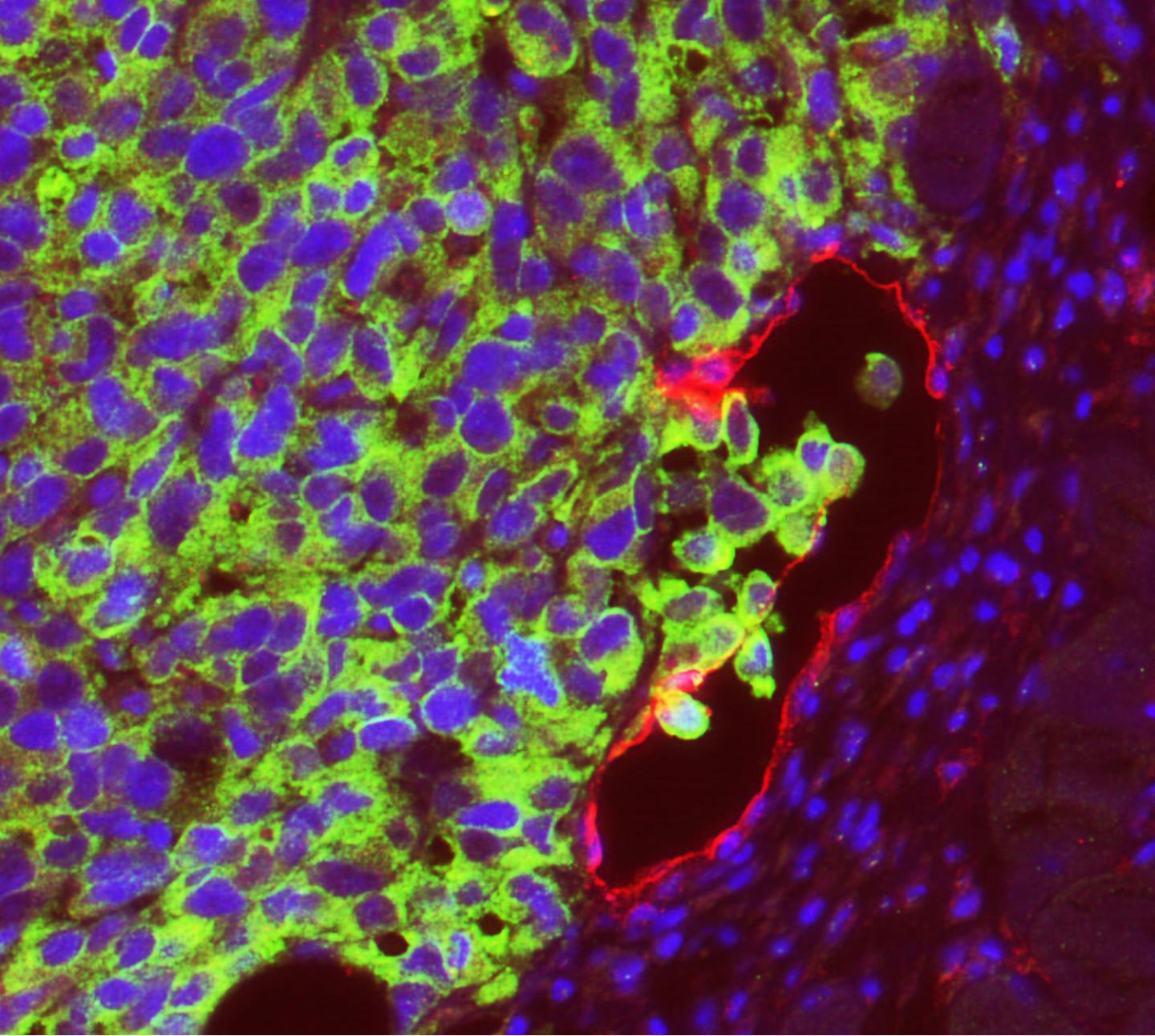 Confocal Image