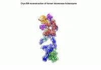 Rotating Model of Telomerase Enzyme