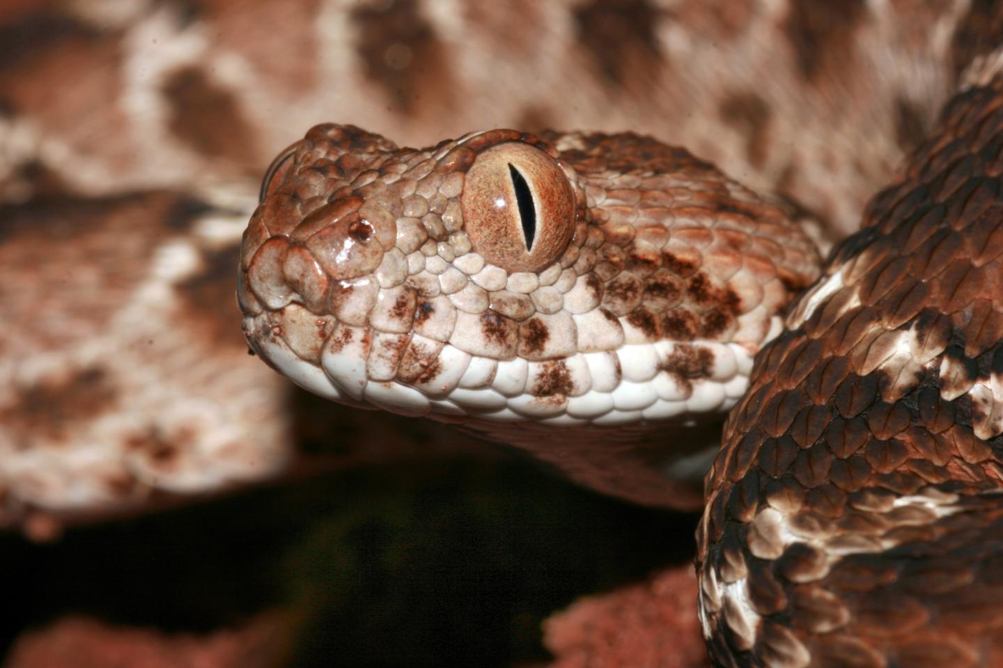 Antivenoms Ineffective for Common Fatal Snakebite
