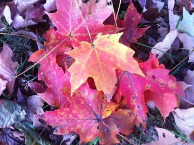 Recently Fallen Maple Leaves