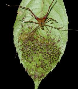 Deltilagus (photo Glauco Machado)
