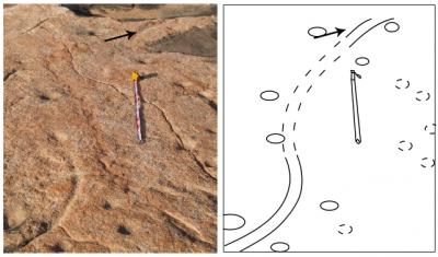 Dinosaur Footprints and Tail-drag Marks